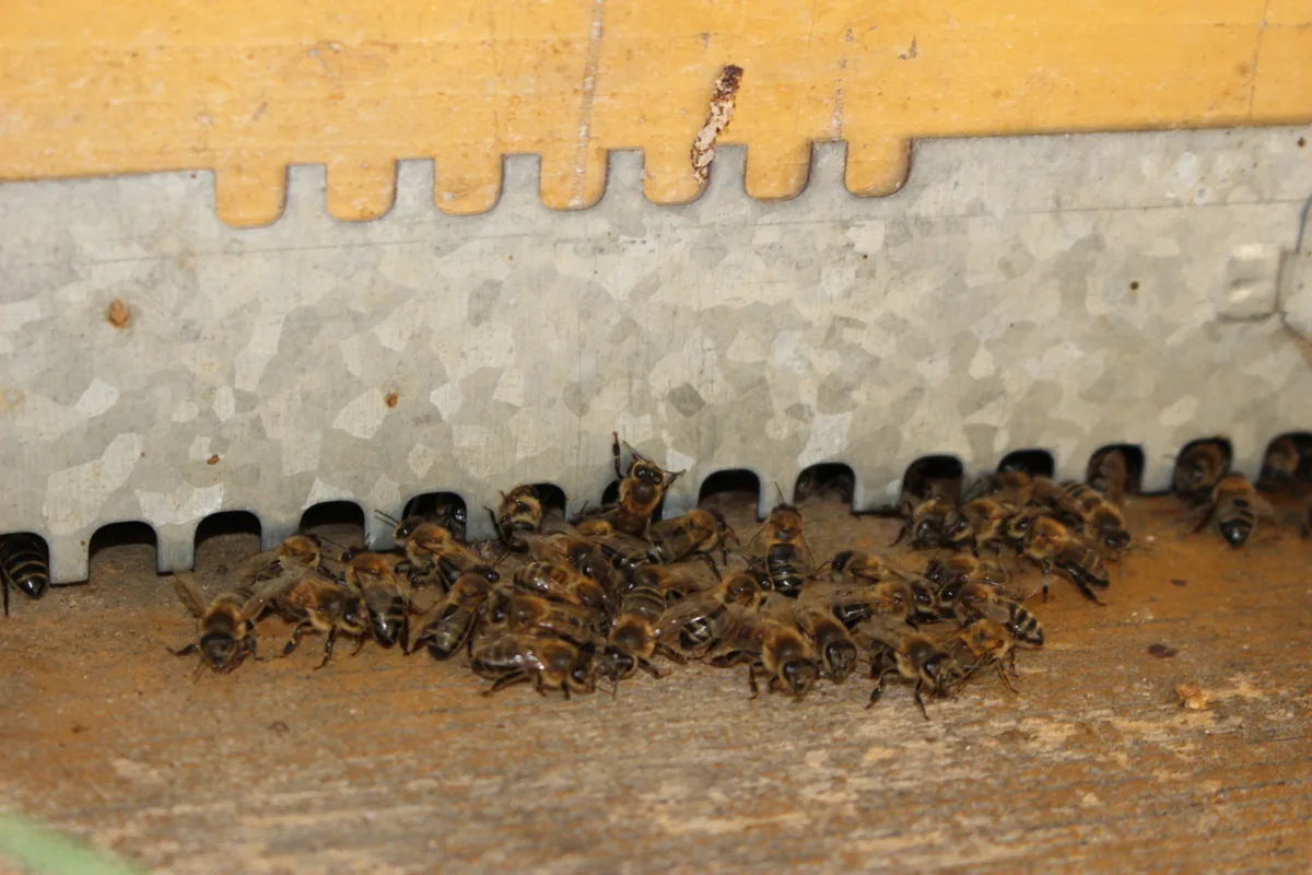 Bees at the entrance of a hive