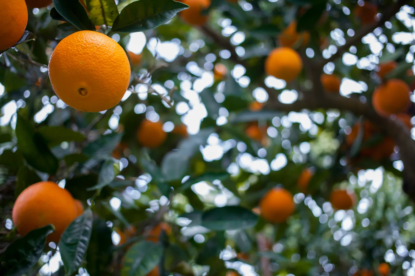 Ripe oranges among the branches of a tree