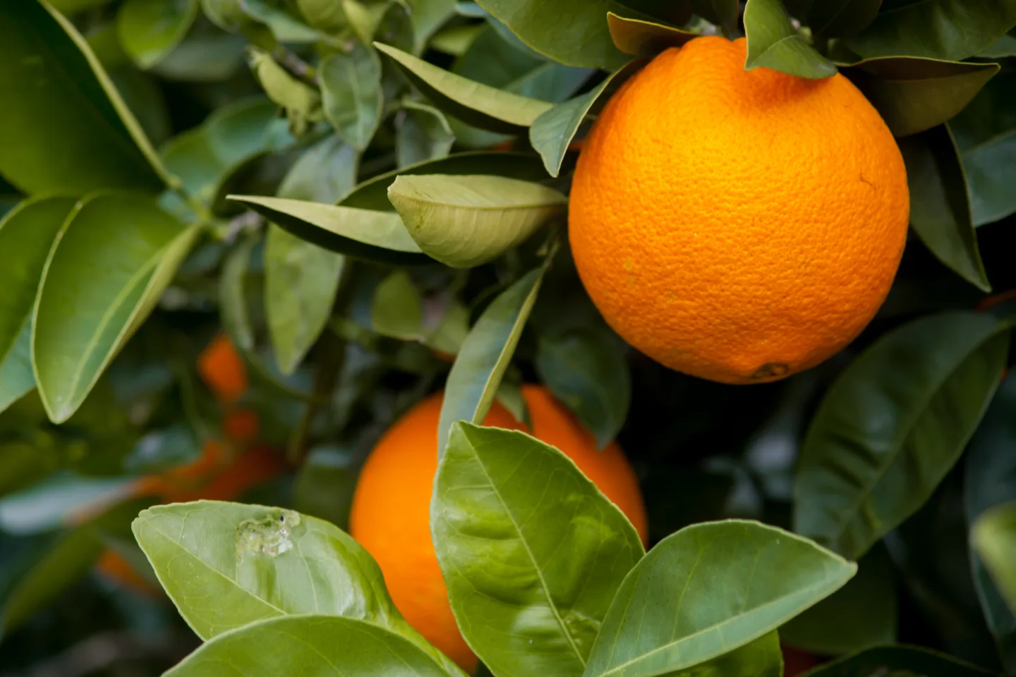 An orange among the leaves