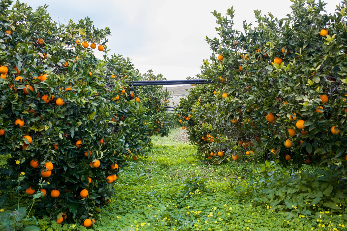 Rows of orange trees full of fruit, with grass between the rows