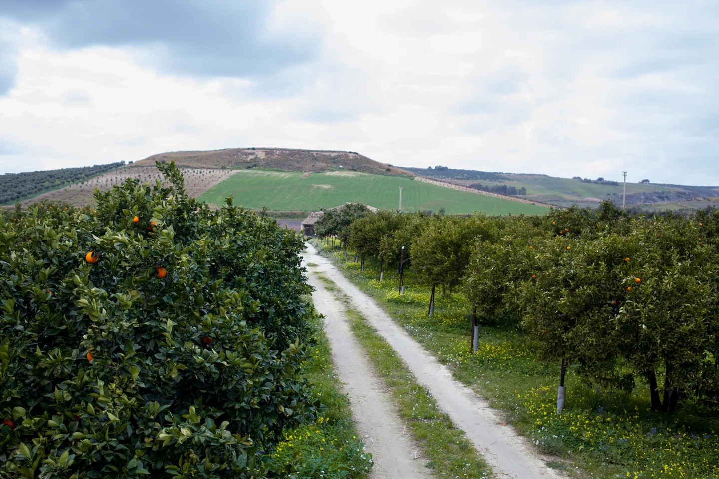 View of the Chimera citrus grove and the surrounding hills