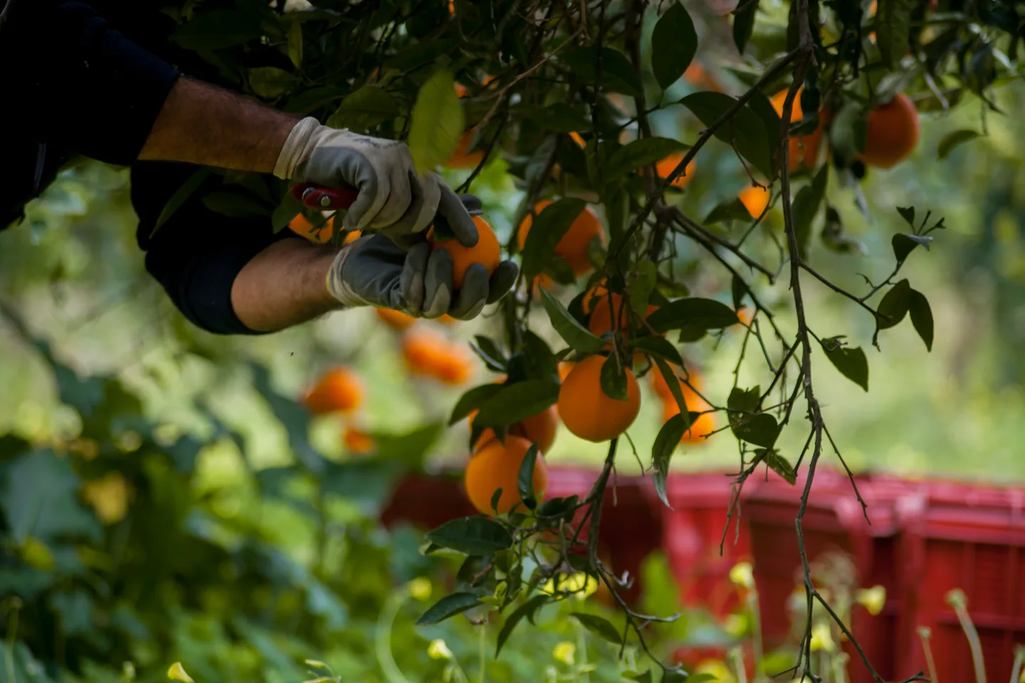 Picking oranges straight from the tree with clippers