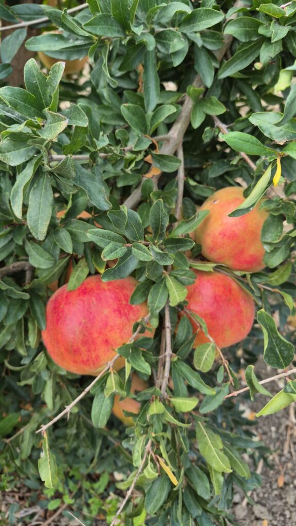 Pomegranates