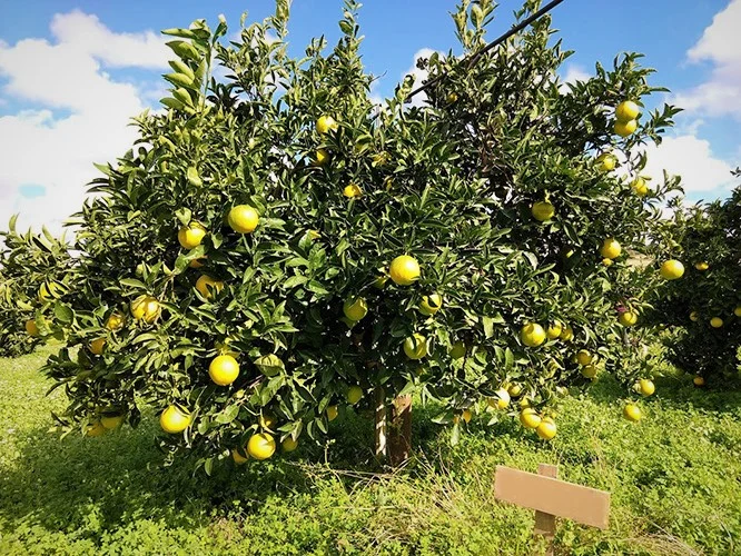 Un albero di arancio del nostro agrumeto con il cartellino del nome